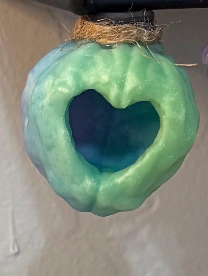 Heart Walnut Hide for Jumping spider in a variety of colors