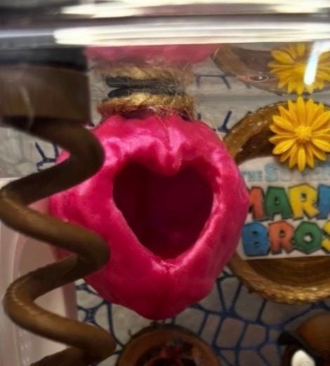 Heart Walnut Hide for Jumping spider in a variety of colors