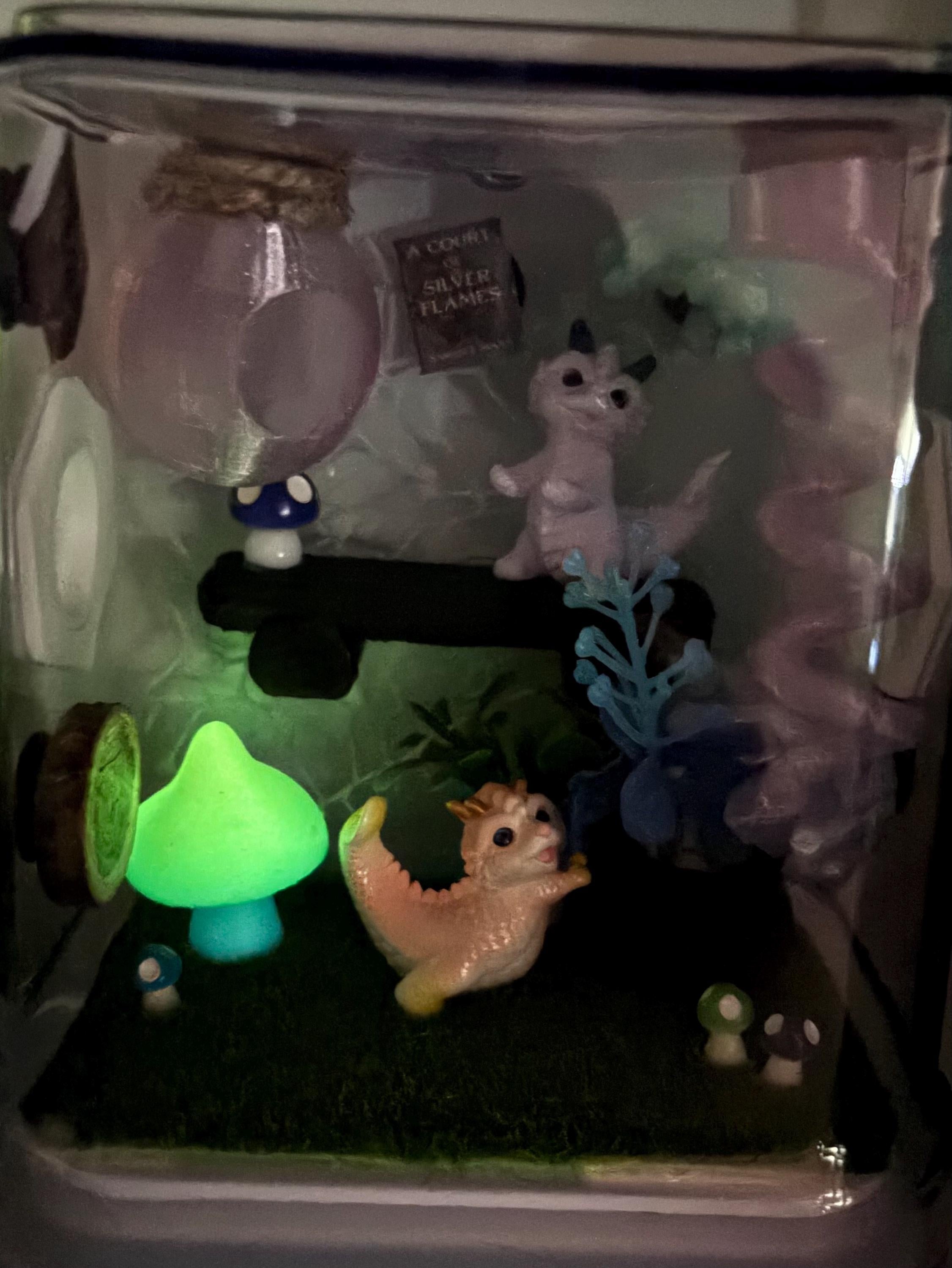 Dragon Fairy Garden Jumping spider enclosure
