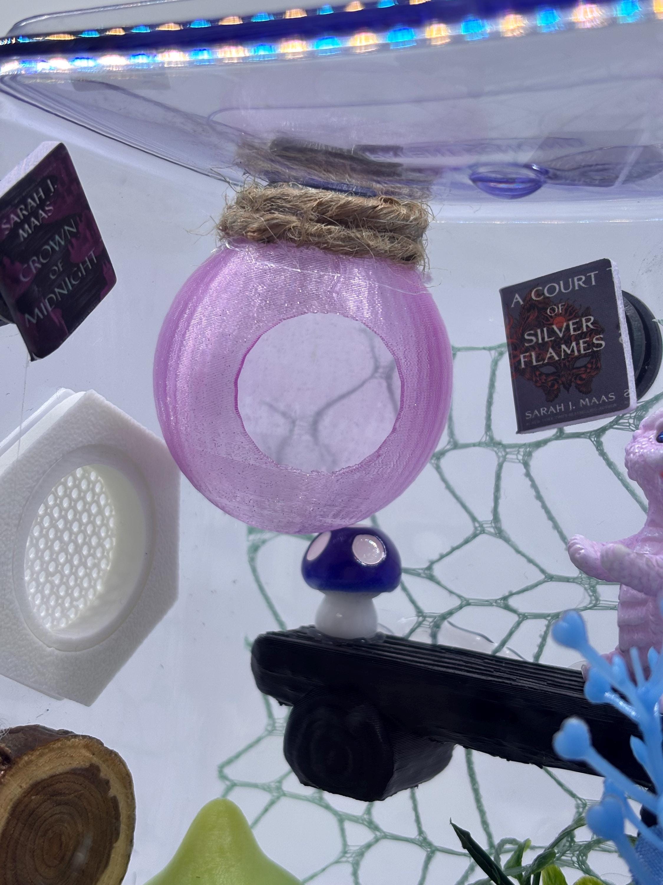 Dragon Fairy Garden Jumping spider enclosure