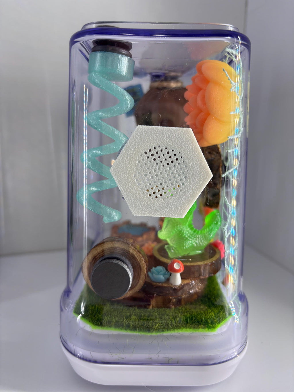 Dragon Fairy Garden Jumping spider enclosure
