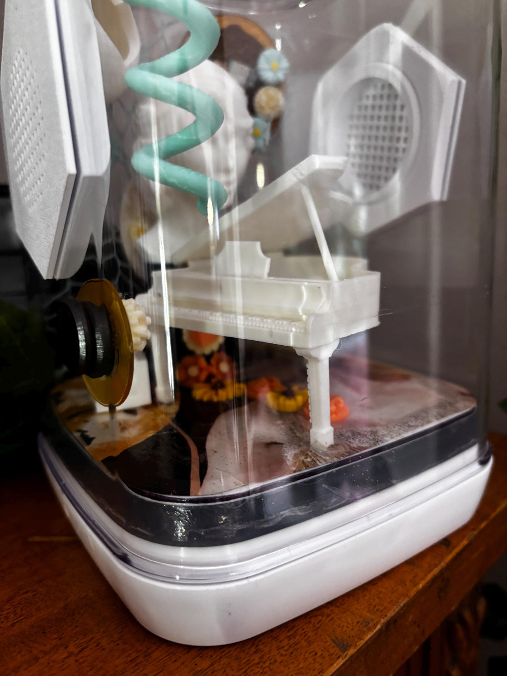 Medium Taylor Swift Fearless themed Jumping spider enclosure