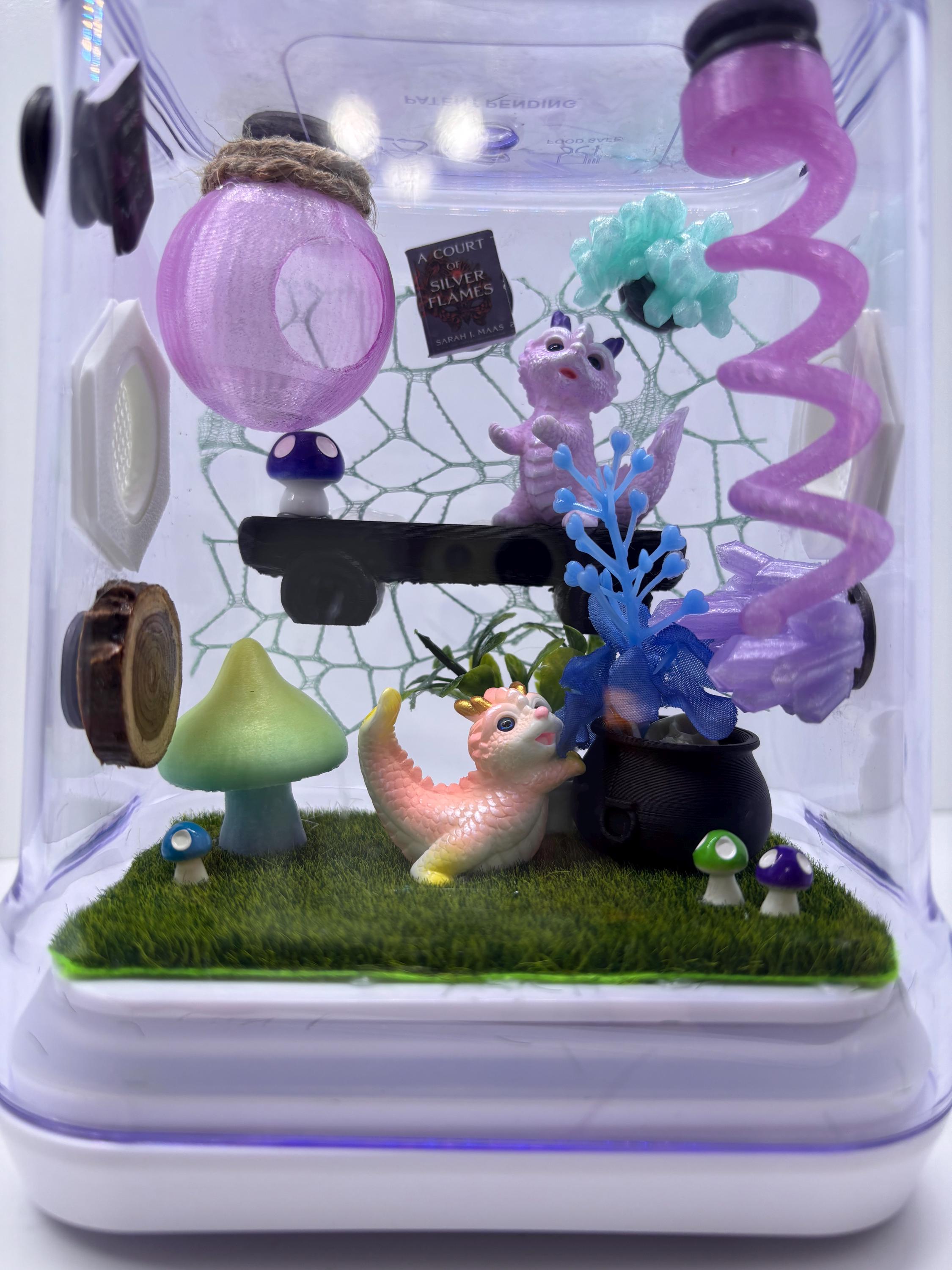 Dragon Fairy Garden Jumping spider enclosure
