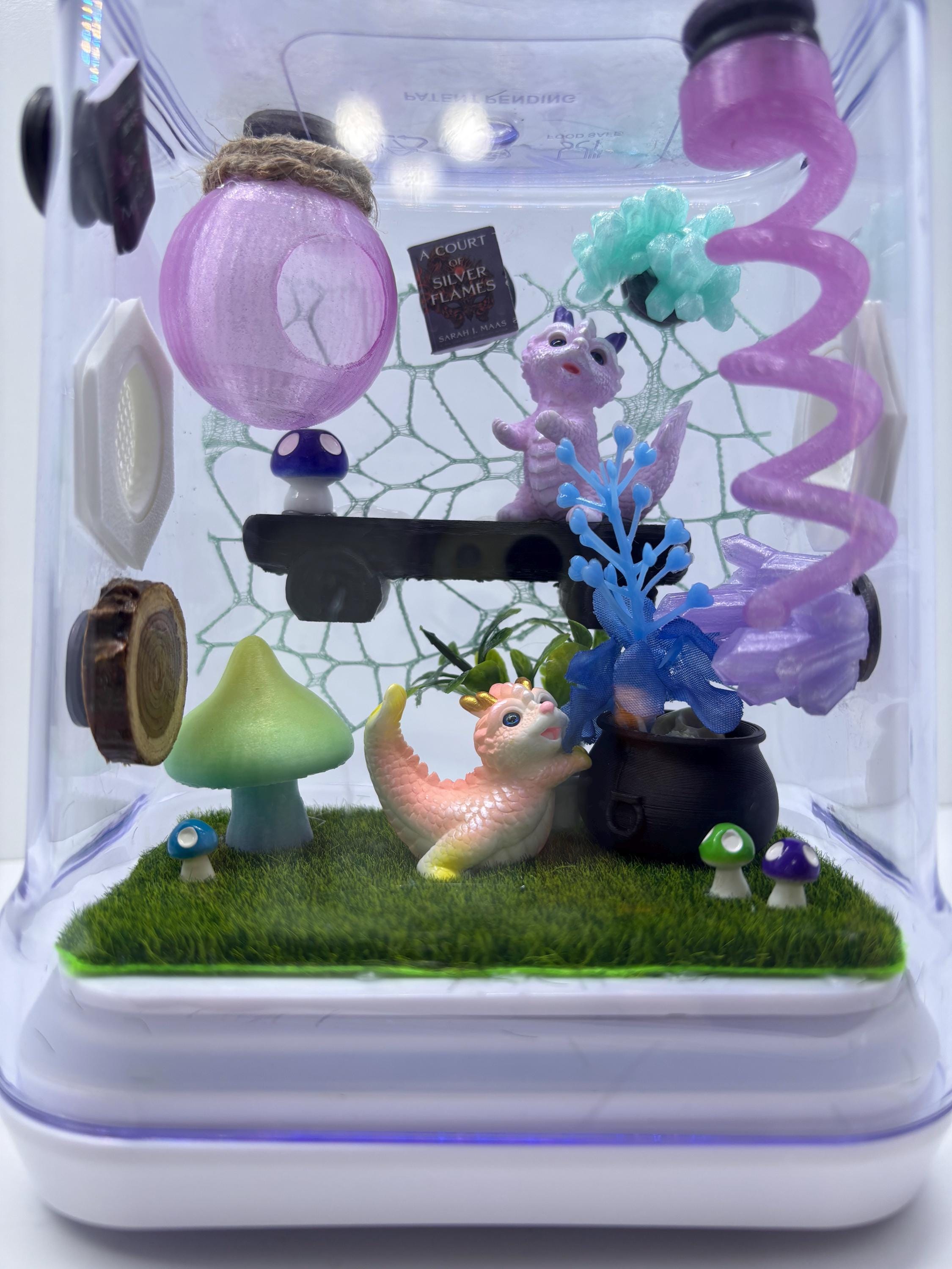 Dragon Fairy Garden Jumping spider enclosure